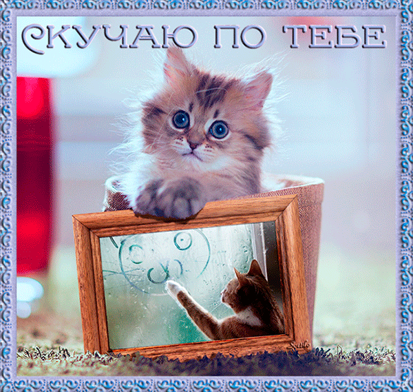 Открытка Скучаю - Котенок в рамке: открытка с милым котенком | Красивая открытка #269