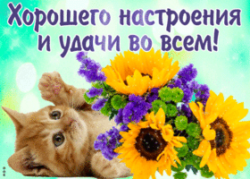 Открытка Удачи - Котенок и цветы: открытка с подсолнухами | Красивая открытка #125
