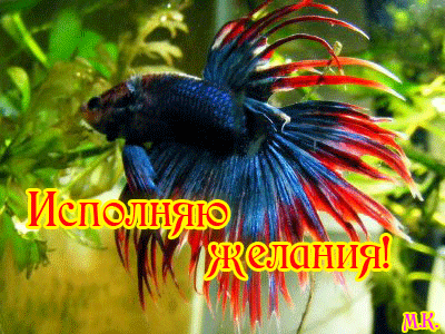 Открытка Исполнения желаний - Яркий петушок: открытка с рыбкой | Красивая открытка #18