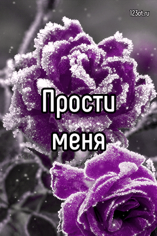 Открытка Прости - Розовые розы в инее: открытка с поздравлением | Красивая открытка #126