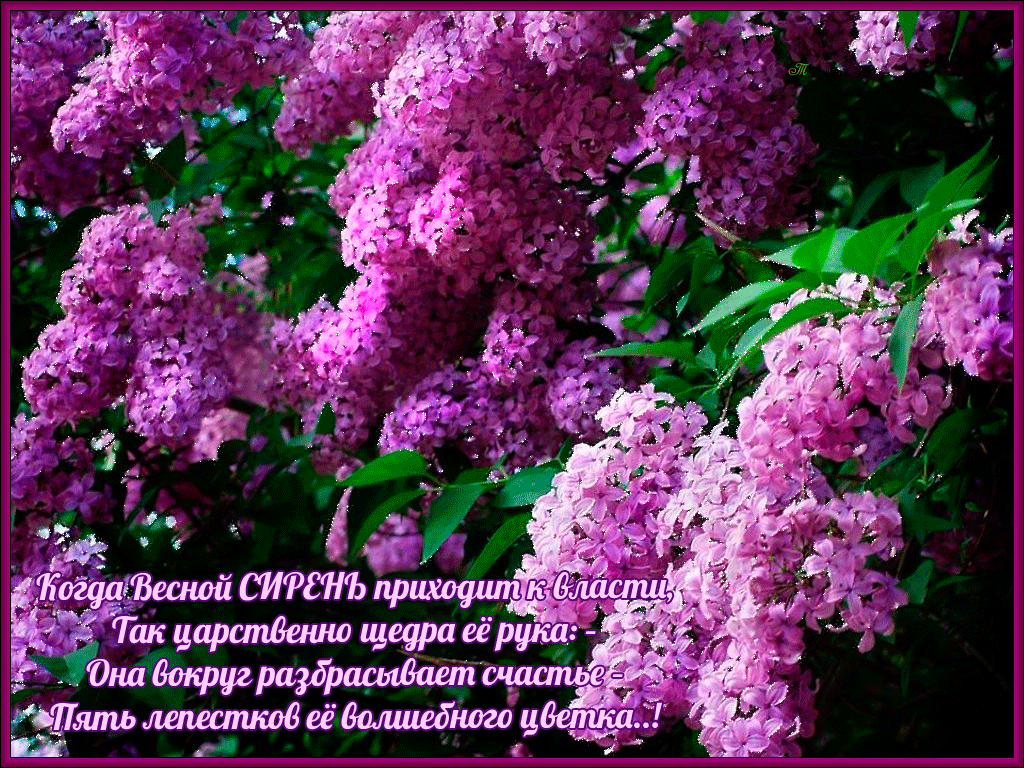 Открытка С сиренью - Веточка сирени: нежная красота весны | Красивая открытка #120