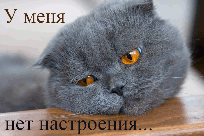 Открытка нет настроения - Грустный кот: Новогодняя открытка с котиком | Красивая открытка #10