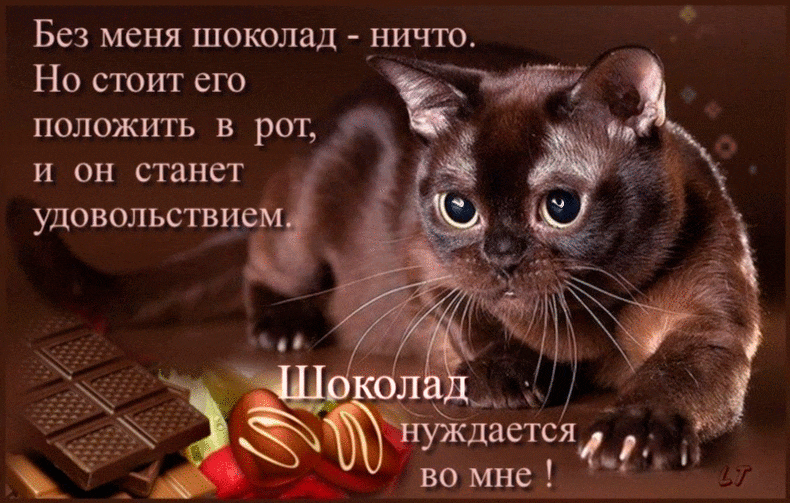 Открытка День шоколада - Котенок и шоколад: милая открытка с поздравлением | Красивая открытка #85