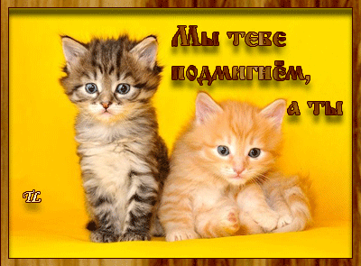 Открытка Открытки улыбнись - Две милые котятишки на открытке | Красивая открытка #133