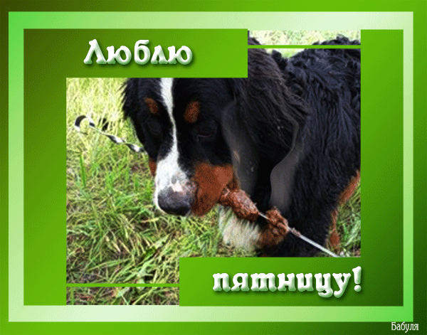 Открытка Открытки на пятницу - Щенок породы бернский зенненхунд, играющий с палкой | Красивая открытка #247