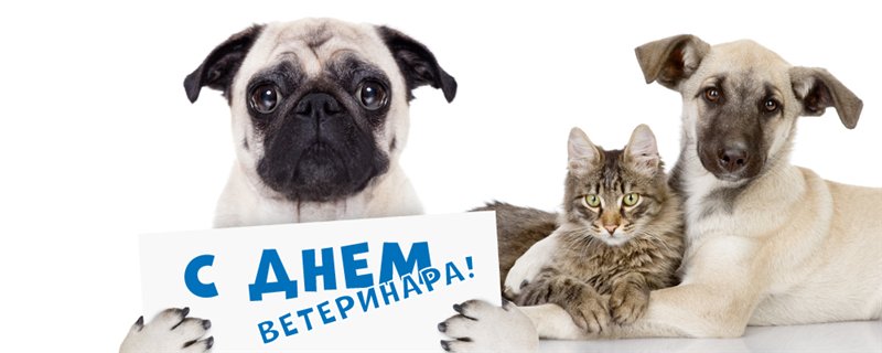 Открытка Открытки с днем ветеринара - Открытка с собакой и котом  с Днём ветеринара! | Красивая открытка #23