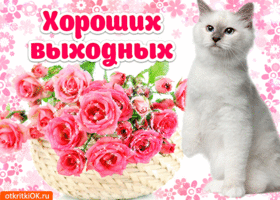 Открытка Открытки хороших выходных - Открытка с котенком и розами | Красивая открытка #207