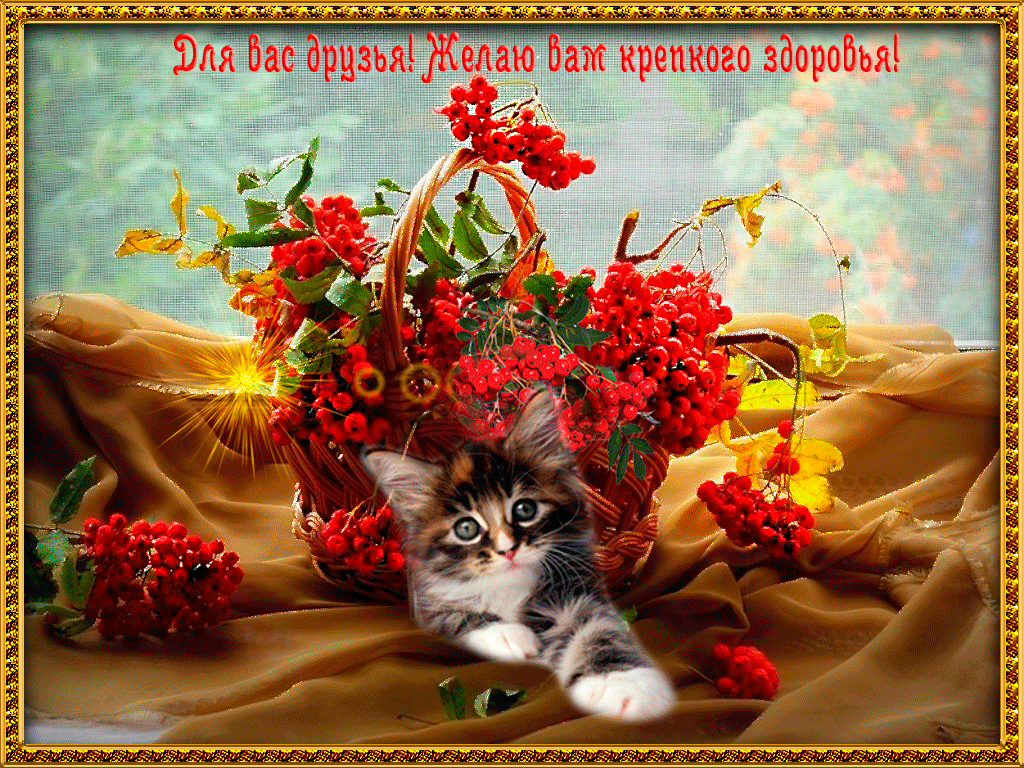 Открытка Крепкого здоровья - Котенок и рябина: праздничная открытка с котенком | Красивая открытка #26