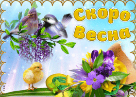 Открытка Открытки весенняя пора - Птенцы, птички и фиалки: Весенняя открытка | Красивая открытка #174