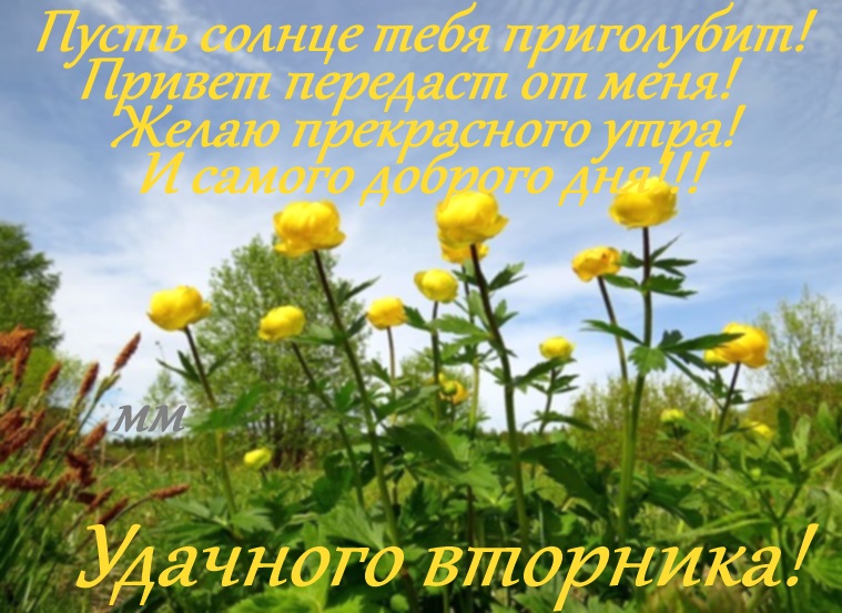 Открытка открытки с пожеланиями удачного понедельника  - Полевые цветы: открытка с желтыми цветами | Красивая открытка #10