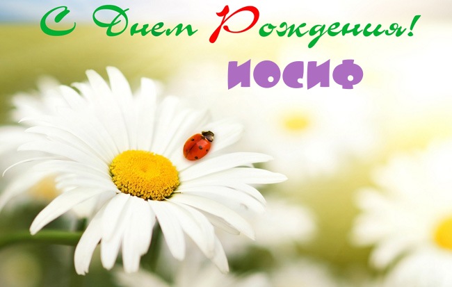 Открытка Открытки с именем Иосиф  - Белая ромашка с божьей коровкой на лепестках. | Красивая открытка #14