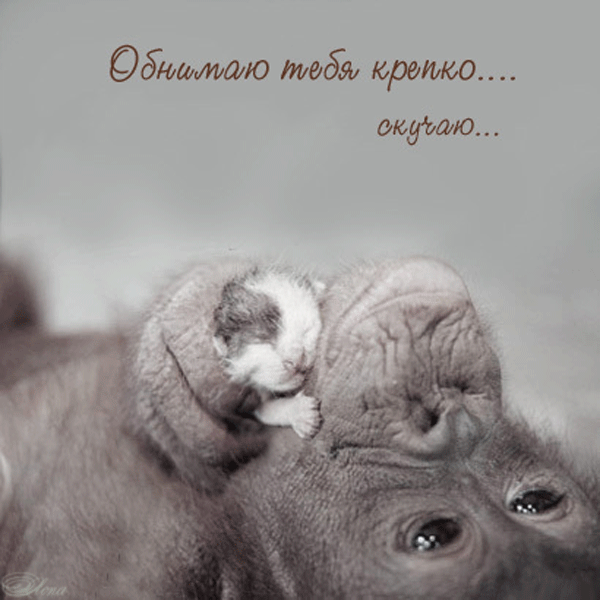 Открытка Обнимаю - Котенок спит на слоне. Открытка с животными. | Красивая открытка #26