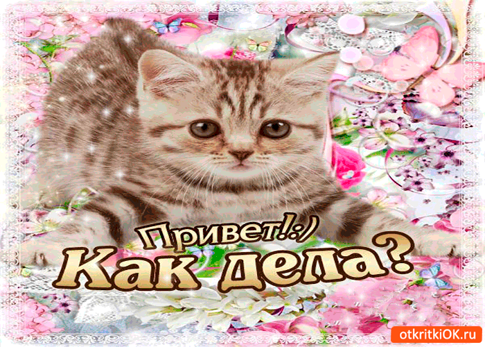 Открытка Привет - Открытка с котенком: Привет! Как дела? | Красивая открытка #193