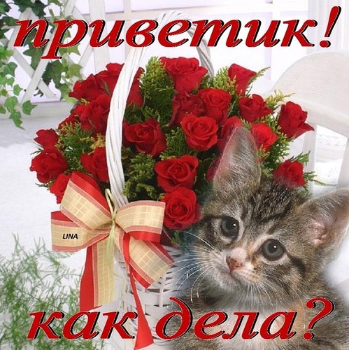Открытка открытки с приветствием  - Открытка: Кот и букет роз | Красивая открытка #3