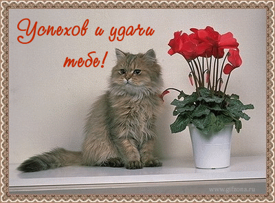 Открытка Открытки желаю удачи - Открытка с котенком и цветком: милая поздравление | Красивая открытка #126