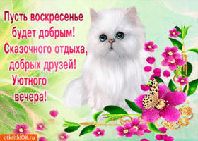 Открытка Открытки на воскресенье - Белый котенок и розовые цветы: открытка с днем рождения | Красивая открытка #147
