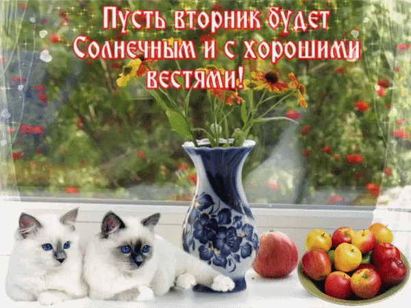 Открытка Открытки на вторник - Два котенка, яблоки и ваза на окне | Красивая открытка #39