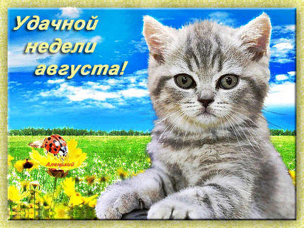 Открытка Открытки желаю удачи - Открытка с котенком и подсолнухами | Красивая открытка #183