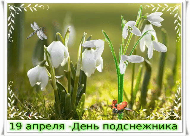 Открытка С днём подснежника - Подснежники: весенняя открытка с божьей коровкой | Красивая открытка #4