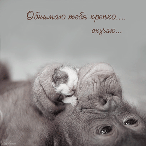 Открытка Открытки скучаю по тебе - Котенок на ухе слона: милая черно-белая открытка | Красивая открытка #104