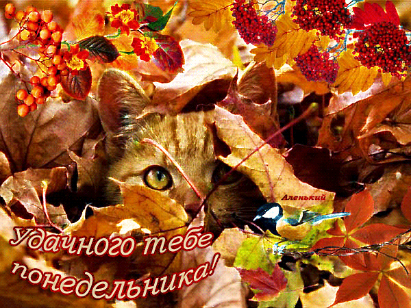 Открытка Открытки на понедельник - Открытка с котенком и осенними листьями | Красивая открытка #11