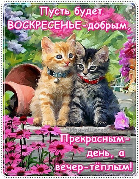 Открытка Открытки на воскресенье - Два котенка на фиалках: милая открытка с цветами | Красивая открытка #12