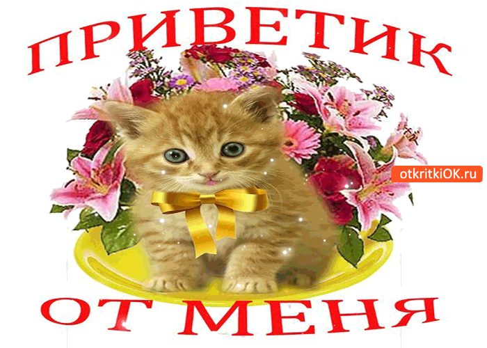 Открытка Привет - Котенок с цветами: открытка с милым котенком | Красивая открытка #161