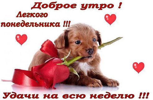Открытка открытки с пожеланиями удачного понедельника  - Милый щенок с розой: открытка с любовью | Красивая открытка #40