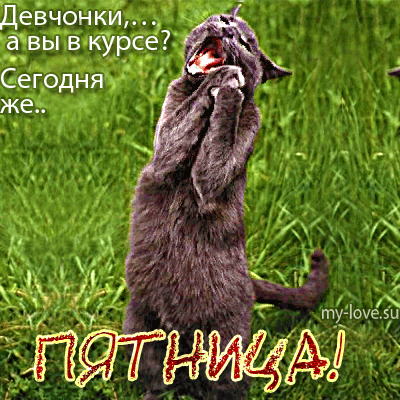 Открытка Открытки на пятницу - Смешной кот на открытке: забавная картинка с котиком | Красивая открытка #25