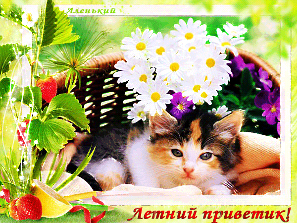 Открытка летний привет - Летний котенок с ромашками и ягодами | Красивая открытка #36