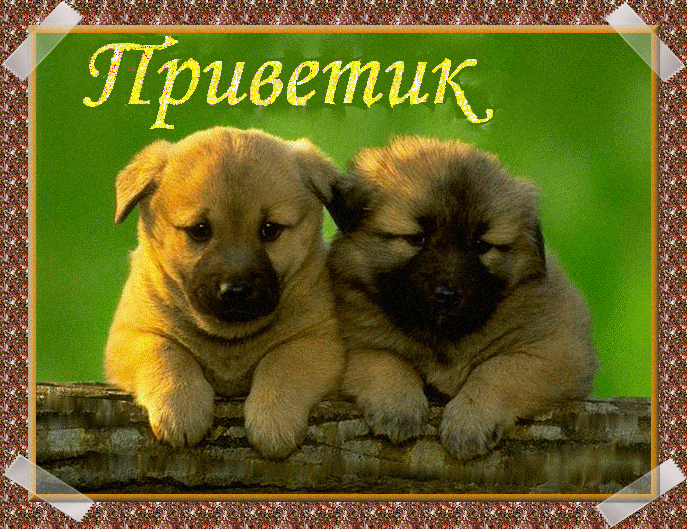 Открытка Привет другу/подруге - Две щенка на фоне зелени: открытка с милыми собаками | Красивая открытка #26