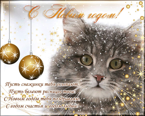 Открытка С кошками - Новогодняя открытка с котиком и снежинками | Красивая открытка #58