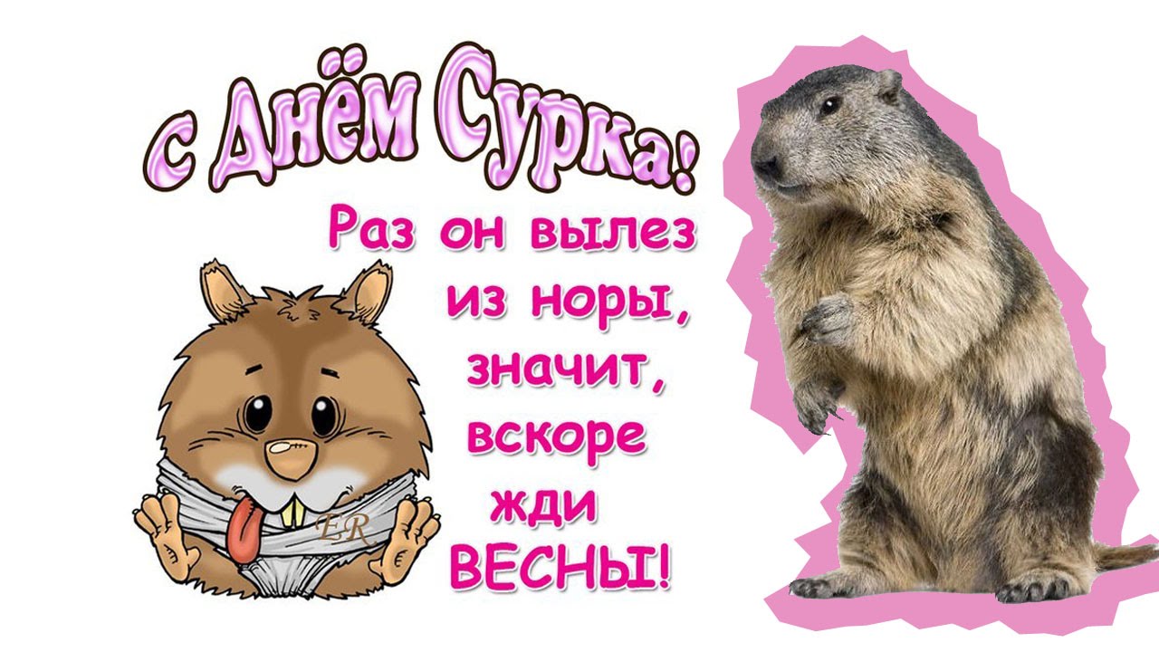 Открытка День сурка - Открытка с сурком: весёлый символ Нового года | Красивая открытка #35