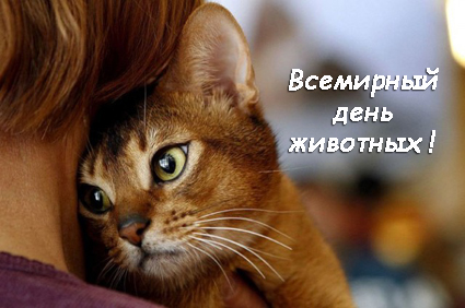 Открытка День защиты животных - Котенок на плече: открытка с милым котом | Красивая открытка #9