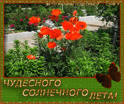 Открытка Хорошего лета - Алые маки на фоне зелени: открытка с цветами | Красивая открытка #22