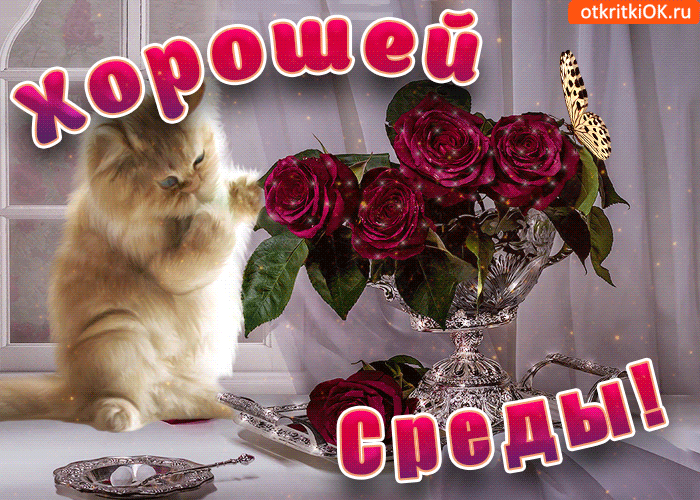 Открытка Открытки на среду - Открытка с котиком и розами | Красивая открытка #53