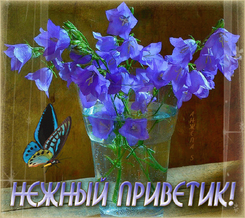 Открытка Привет - Открытка: Васильки в вазе и бабочка | Красивая открытка #275