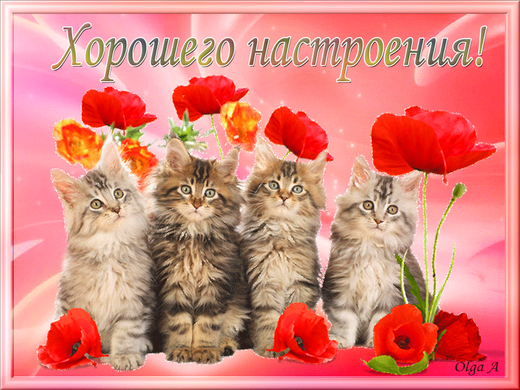 Открытка хорошего настроения - Кошки и маки: милая открытка с котятами  Праздник | Красивая открытка #128