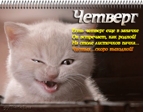 Открытка Открытки на четверг - Удивлённый кот: смешная открытка с котиком | Красивая открытка #147