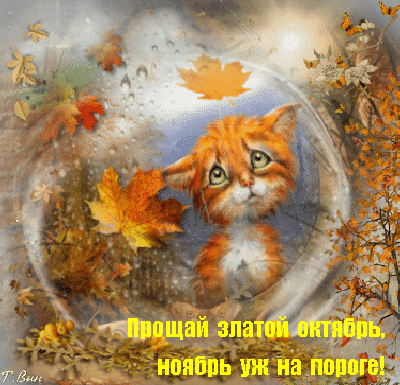 Открытка Открытки осенняя пора - Открытка с котенком и осенними листьями | Красивая открытка #98