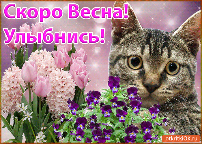 Открытка Открытки улыбнись - Открытка с котом и фиалками | Красивая открытка #159