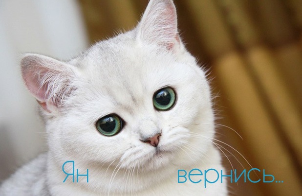 Открытка Открытки с именем Ян - Белый кот с зелеными глазами — открытка | Красивая открытка #10