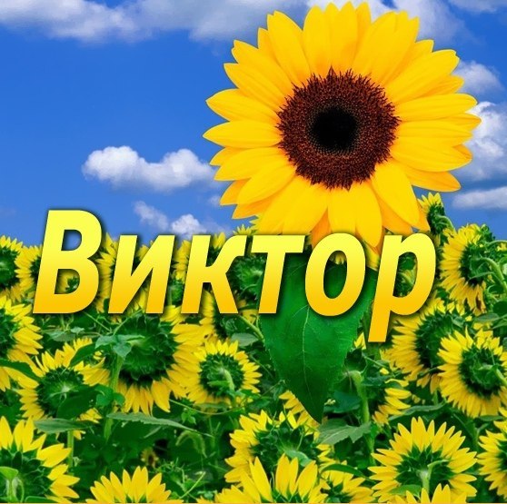 Открытка открытки с именем Виктор - Открытка с подсолнухами на фоне голубого неба | Красивая открытка #8