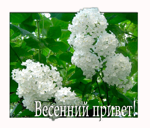 Открытка С сиренью - Белые цветы сирени на открытке - фото | Красивая открытка #152