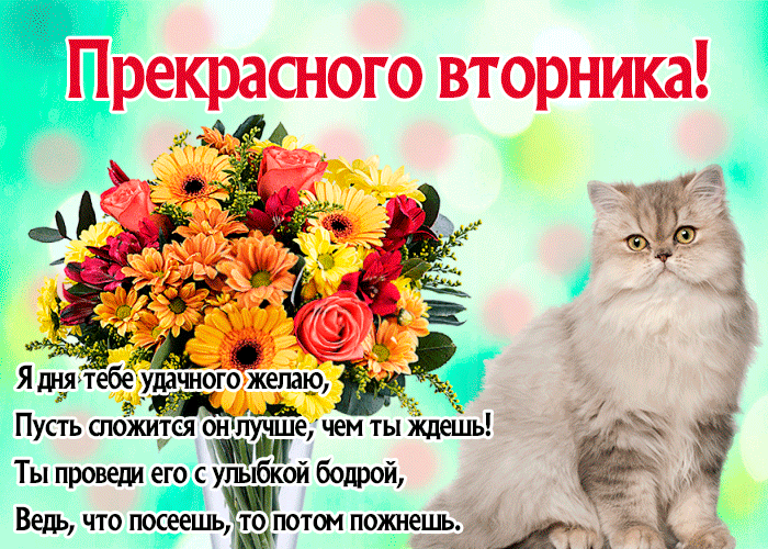 Открытка С вторником - Открытка с кошками и цветами | Красивая открытка #4