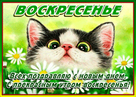 Открытка Открытки на воскресенье - Котенок на открытке: поздравления с днем | Красивая открытка #58
