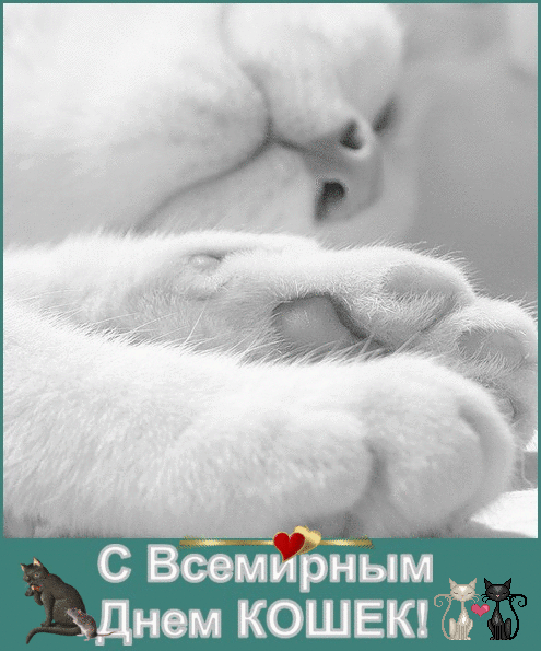 Открытка С Всемирным днём кошек - Спящий котенок: Открытка с котиком | Красивая открытка #10