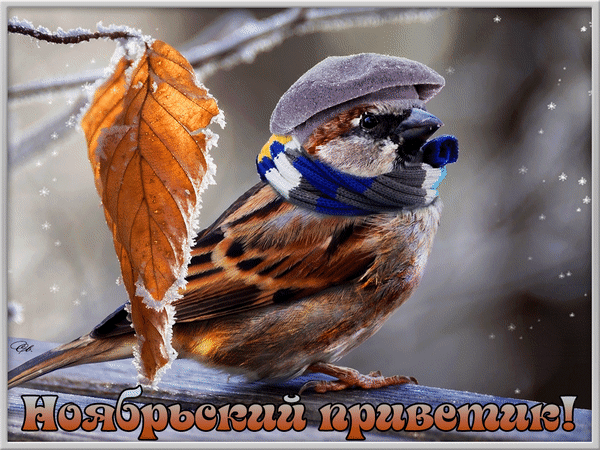 Открытка Ноябрьский - Открытка с птицей в шапке и шарфе. | Красивая открытка #1
