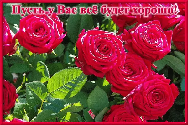 Открытка Открытки все будет хорошо - Яркие красные розы на открытке | Красивая открытка #97