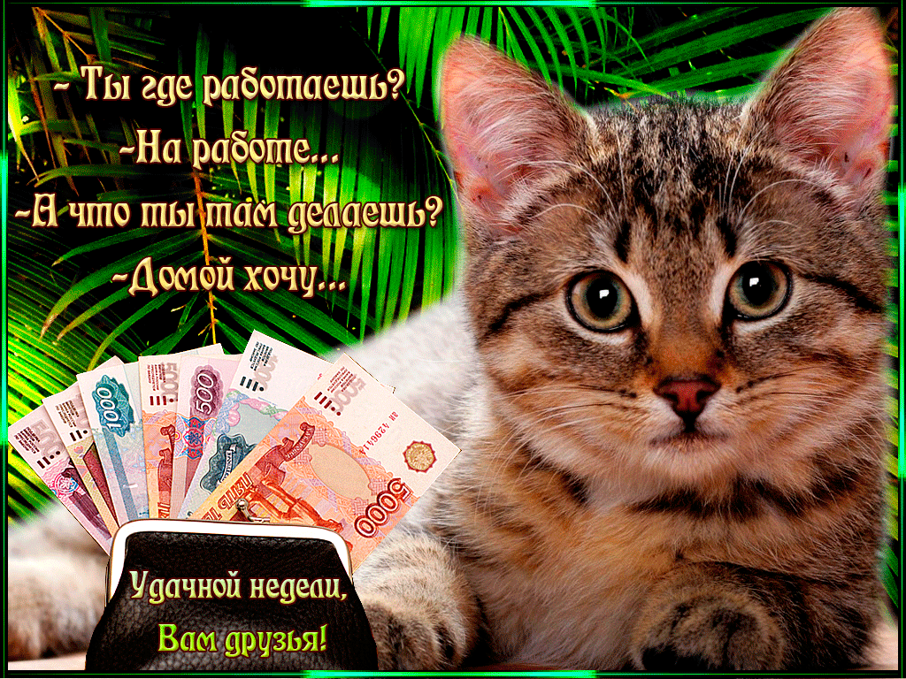 Открытка Открытки удачной недели - Открытка с котенком и деньгами | Красивая открытка #23